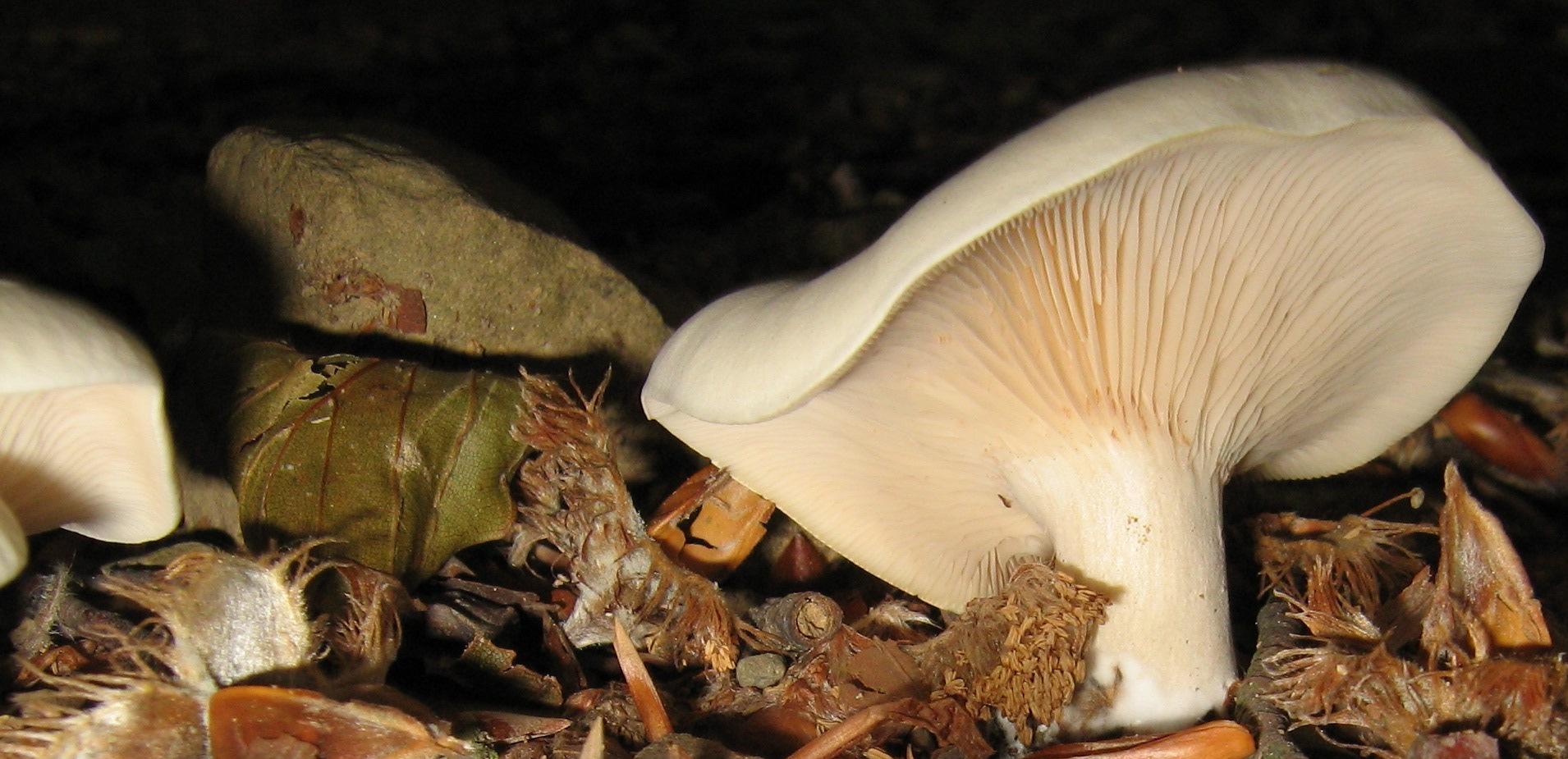 Escursione a Limestre e funghi da identificare